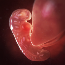 Grossesse developpement foetus embryon 5