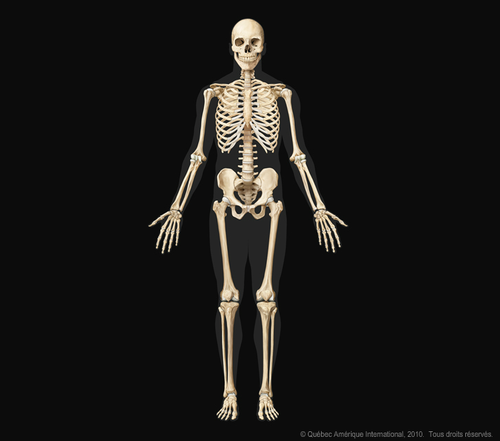 Le corps humain en 3D