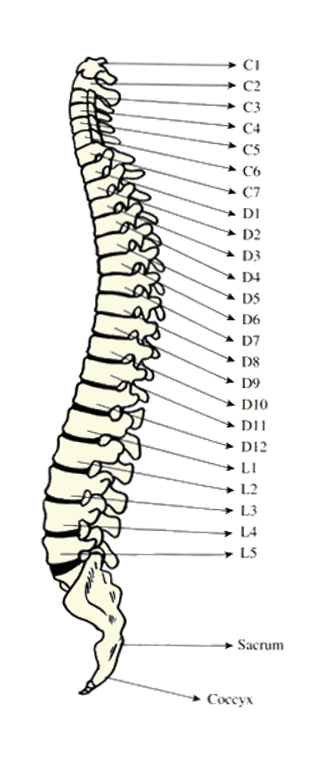 Colonne vertebrale